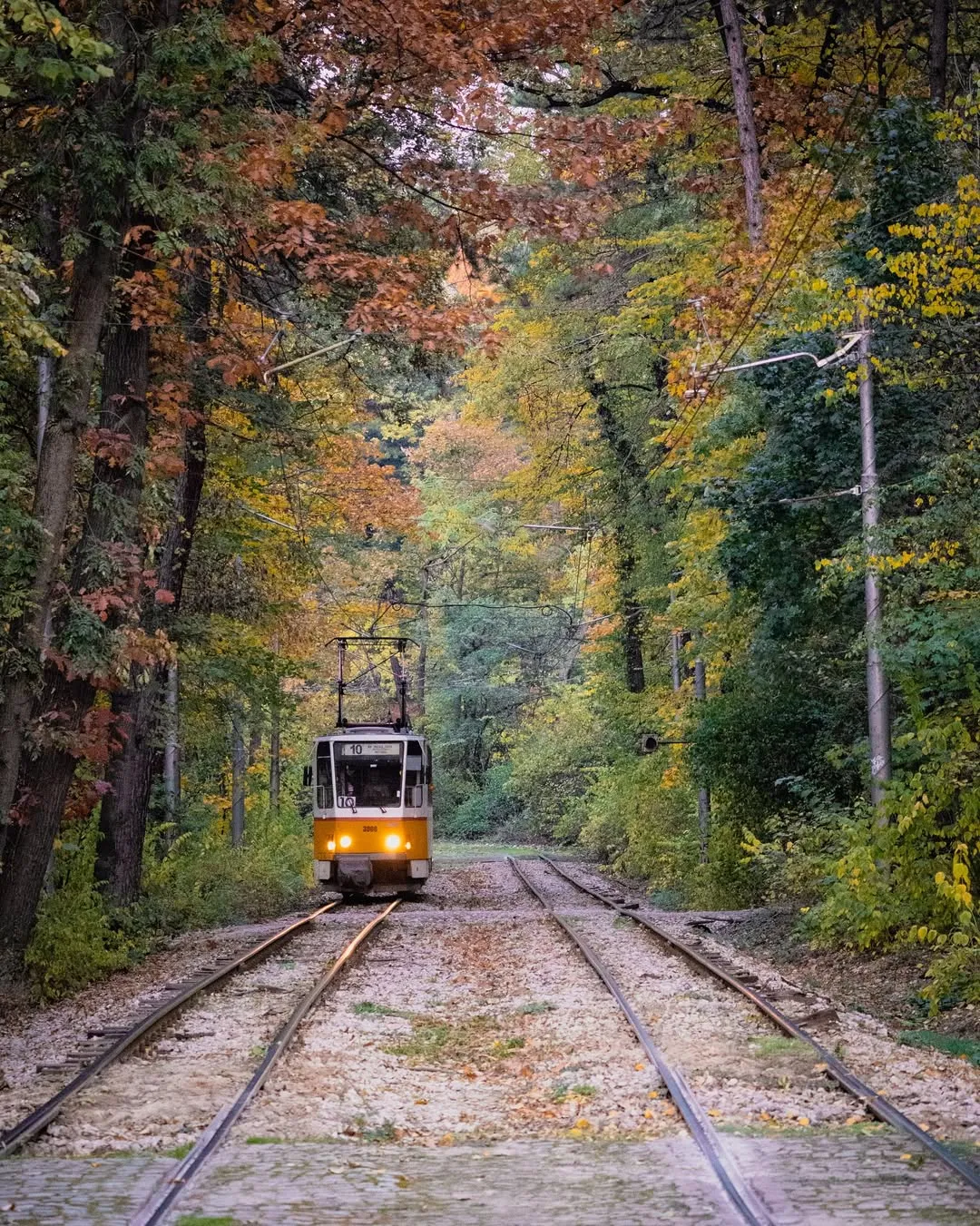 A tram in the forest, Sofia